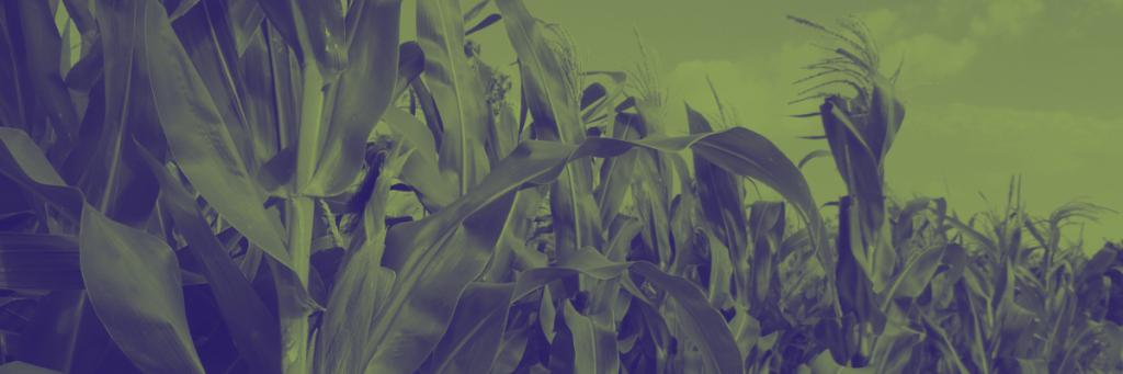 Agriculture & food security