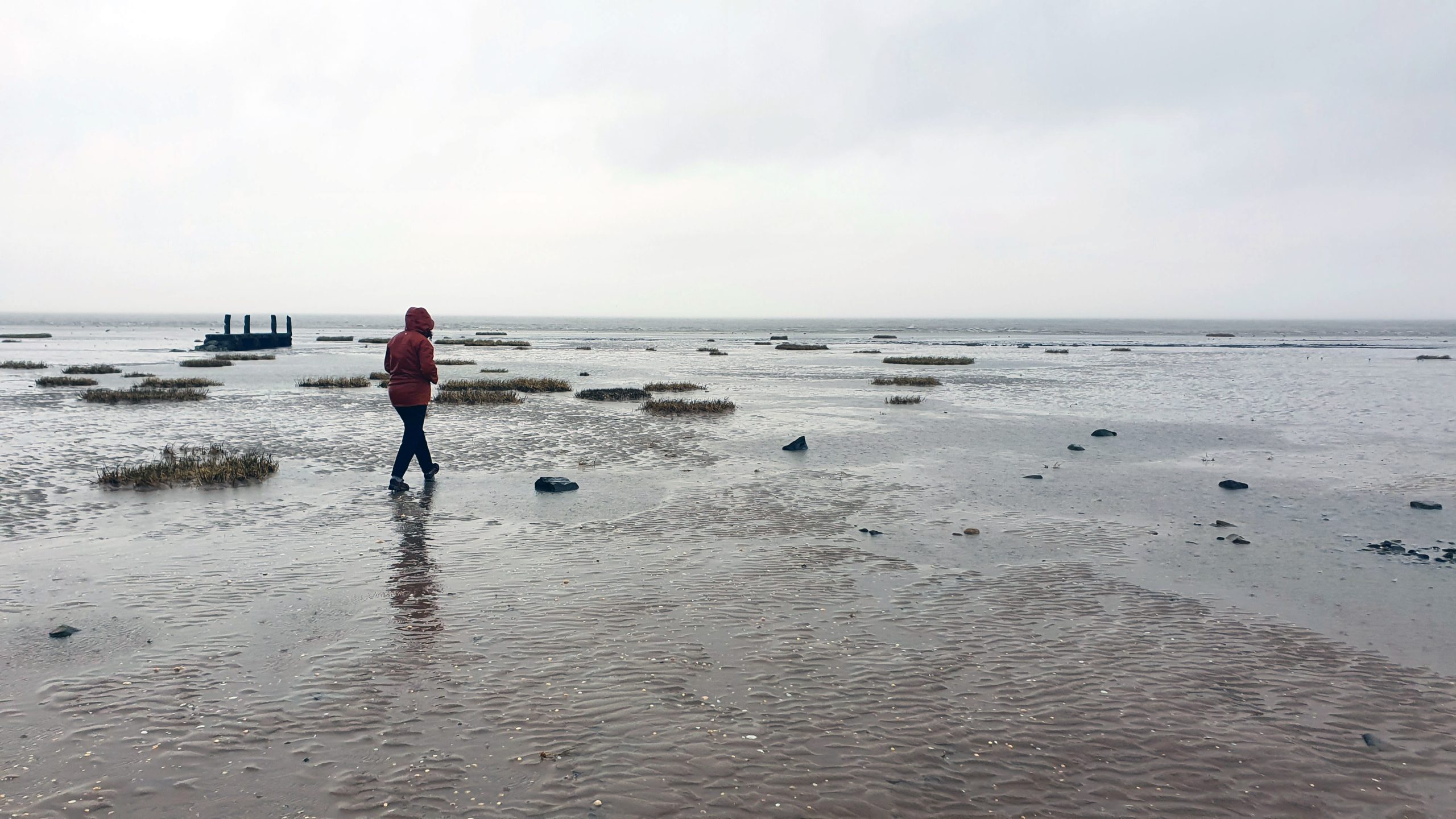 saltmarsh tusoocks in intertidal area. A person in a rusty red rainjacket walking on the mud.