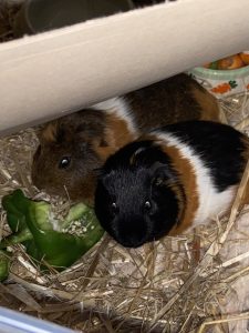 Two guinea pigs are pictured eating a bell pepper. The leftmost one is brown with a calico pattern and a small tuft of hair on his forehead, and the rightmost piggy is black and calico as well.