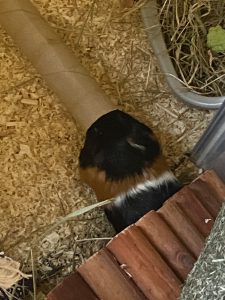 Vinnie trying to fit his too-big head inside of a loo roll tube