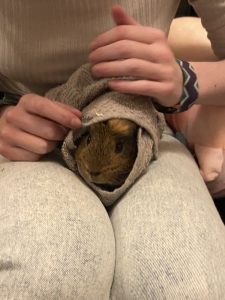 Gus the guinea pig wrapped up like a burrito in a tea towel