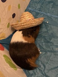 Gus, a brown calico guinea pig, wearing a mini sombrero