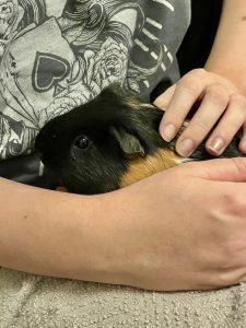 Vinnie, a black calico guinea pig, has a cuddle on a lap