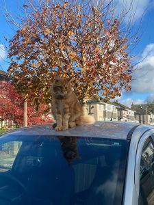 Phoenix sits in the sunlight on top of a car