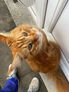 Phoenix, an orange cat with bright green eyes, sits on a doorstep outside.