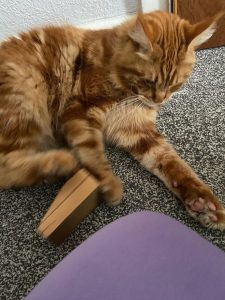 Phoenix, an orange cat, is playing with a wooden doorstop.