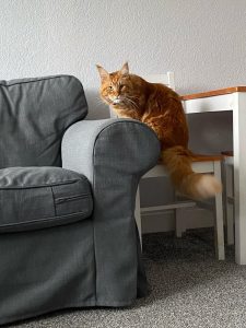 Phoenix is perched on the edge of a grey sofa