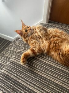 Phoenix, an orange cat, lies on his back at the top of a staircase. He has one paw outstretched as he relaxes.