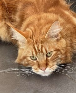 A close up of Phoenix, an orange cat with bright green eyes, as he lays on the floor. 