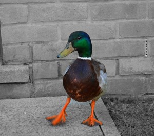 duck (1)