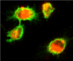 Green (F4/80) Wild-type Macrophages take up labelled oxidised LDL (Red)