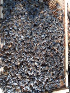brood frame covered in honey bees