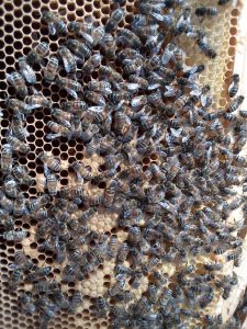 honey bees busy on a brood frame