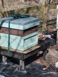 one of our 4 colonies of honey bees