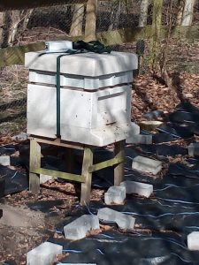 one of our 4 colonies of honey bees