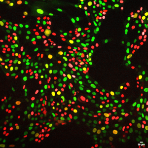 Live imaging of Qucci labelled NIH 3t3 cells (Tiernan Briggs)