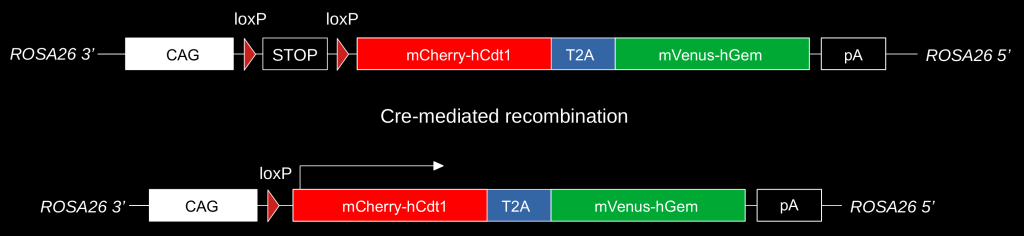Activation of the R26Fucci2aR allele by Cre-recombinase