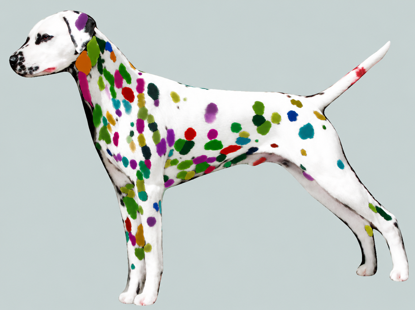 Dalmatian