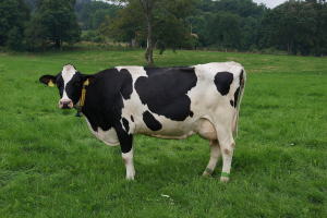 Holstein cow