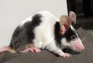 Mouse