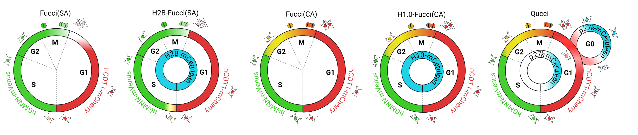 Fucci biosensor variants