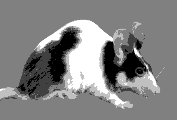 Mouse