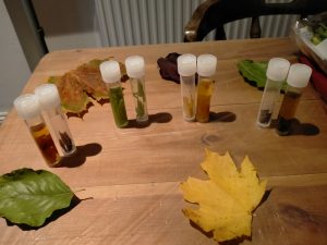 Image shows several leaves collected in Autum, with different colours: one green, one yellow, and a dark red and one with the different colours on the background. There are 8 twubes in pairs with small pieces of the different leaves in pairs. One tube just with the leaves and the other with the leaves and liquid that has the same colour as the leaves.