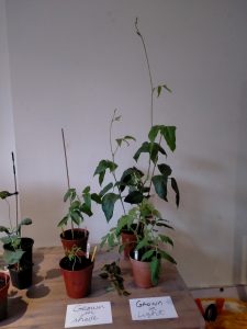 4 plants in pots. The two plants on the left grown in shade are smaller compared with the plants on the right that were grown in full light.