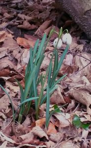 snowdrop plant with flowers surrounded by fallen leaves