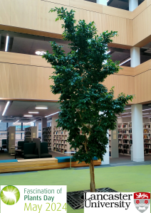 Image of a tree in a library