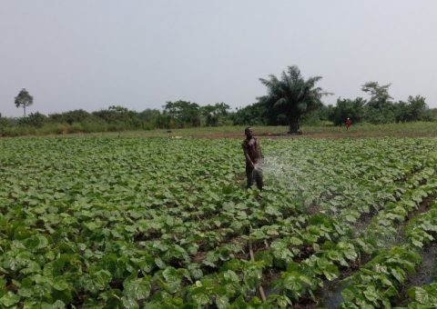A farmer irrigating crops, Mankessim irrigation scheme project