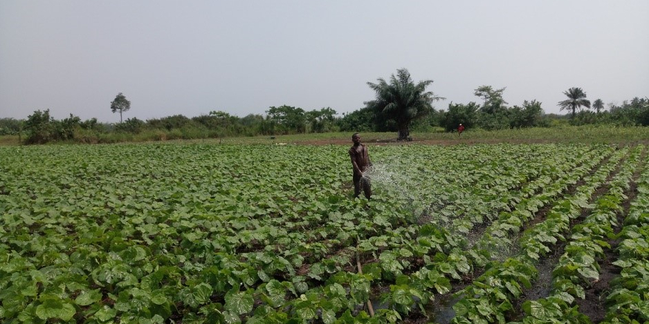 A farmer irrigating crops, Mankessim irrigation scheme project