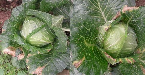 A side by side comparison of AD+NPK (left) and AD Slurry (right) treated cabbages at 9 weeks old.