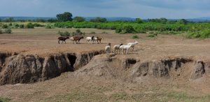 Goats walking across bare soil on grazing land where gullies are forming