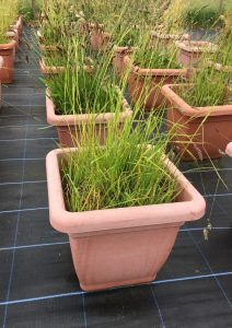 Experiment growing different plant samples near Lancaster, UK