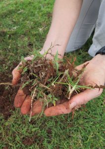 Plant species and soil at one the field sites