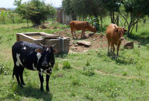 Cows near a water trough