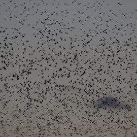 A image of starling murmuration at dusk
