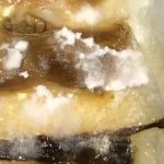Celery placed on damp paper and left to develop sclerotia. The appearance of mycelium (white fluffy structures) will eventually produce the sclerotia.