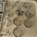 D. First harvest of Spanish sclerotia from lettuce and celery samples