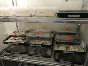Spanish samples placed in a constant 20oC room