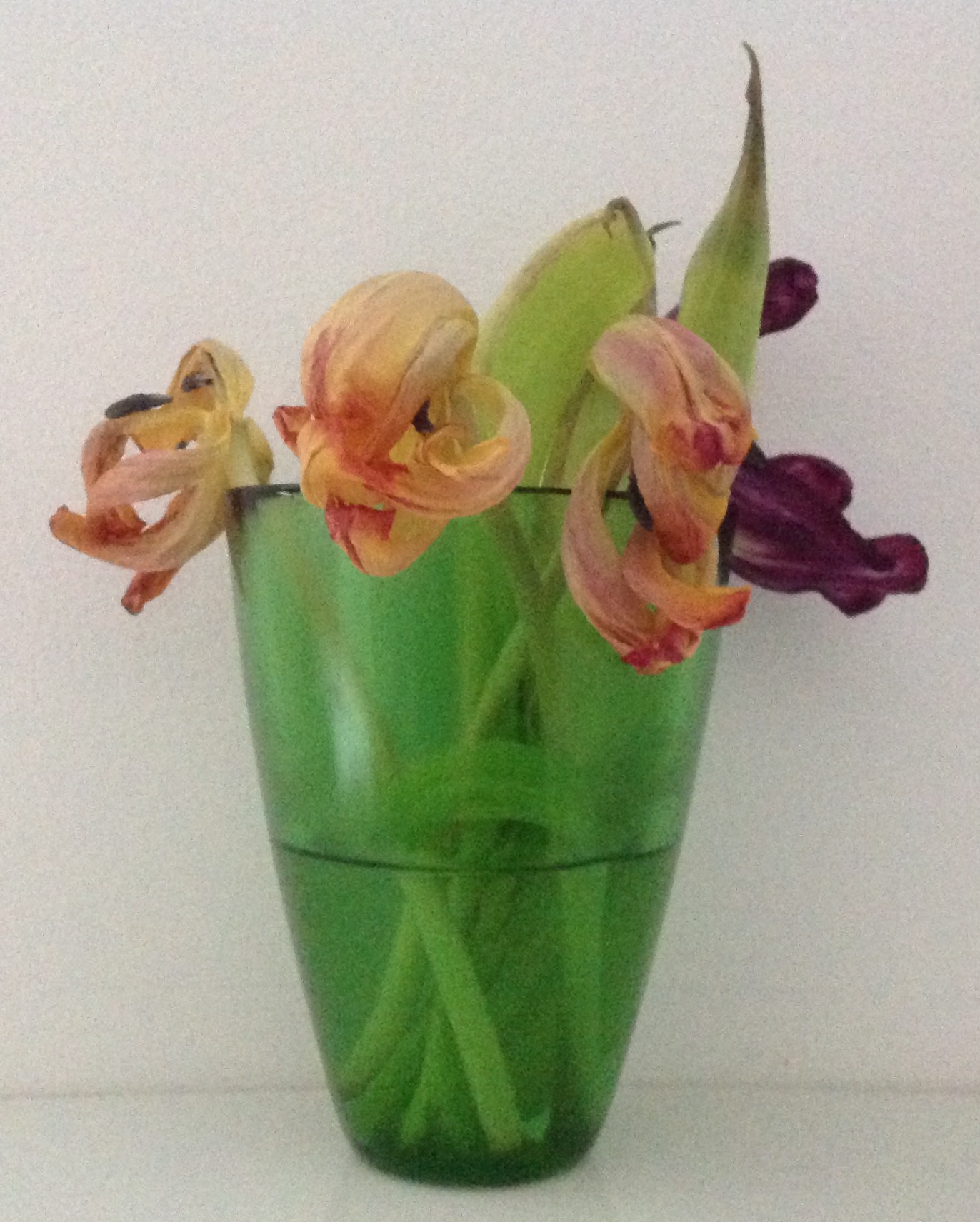 This image is of a small green vase, grass-green and made of thick glass which slightly tapers top to bottom. Four small tulips stand in water, three with fading orange petals, one with purple. All are in the stage just before the petals, which seem to be curling in on themselves, fall off. A few stamen are visible, like tiny black tongues.