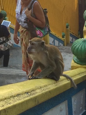 A monkey at the Batu caves