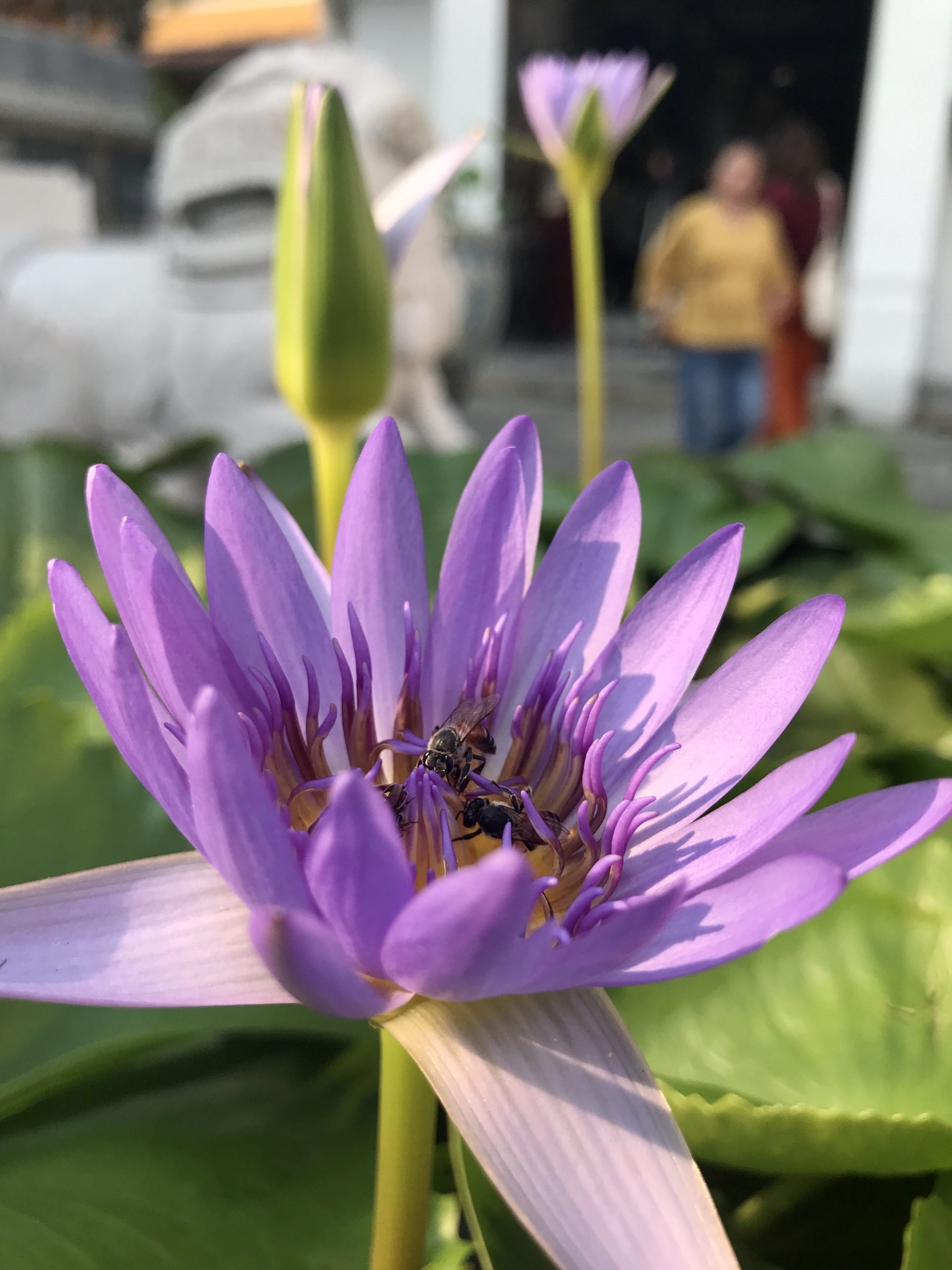 Purple Flower   - 3024 x 4032   - Colour