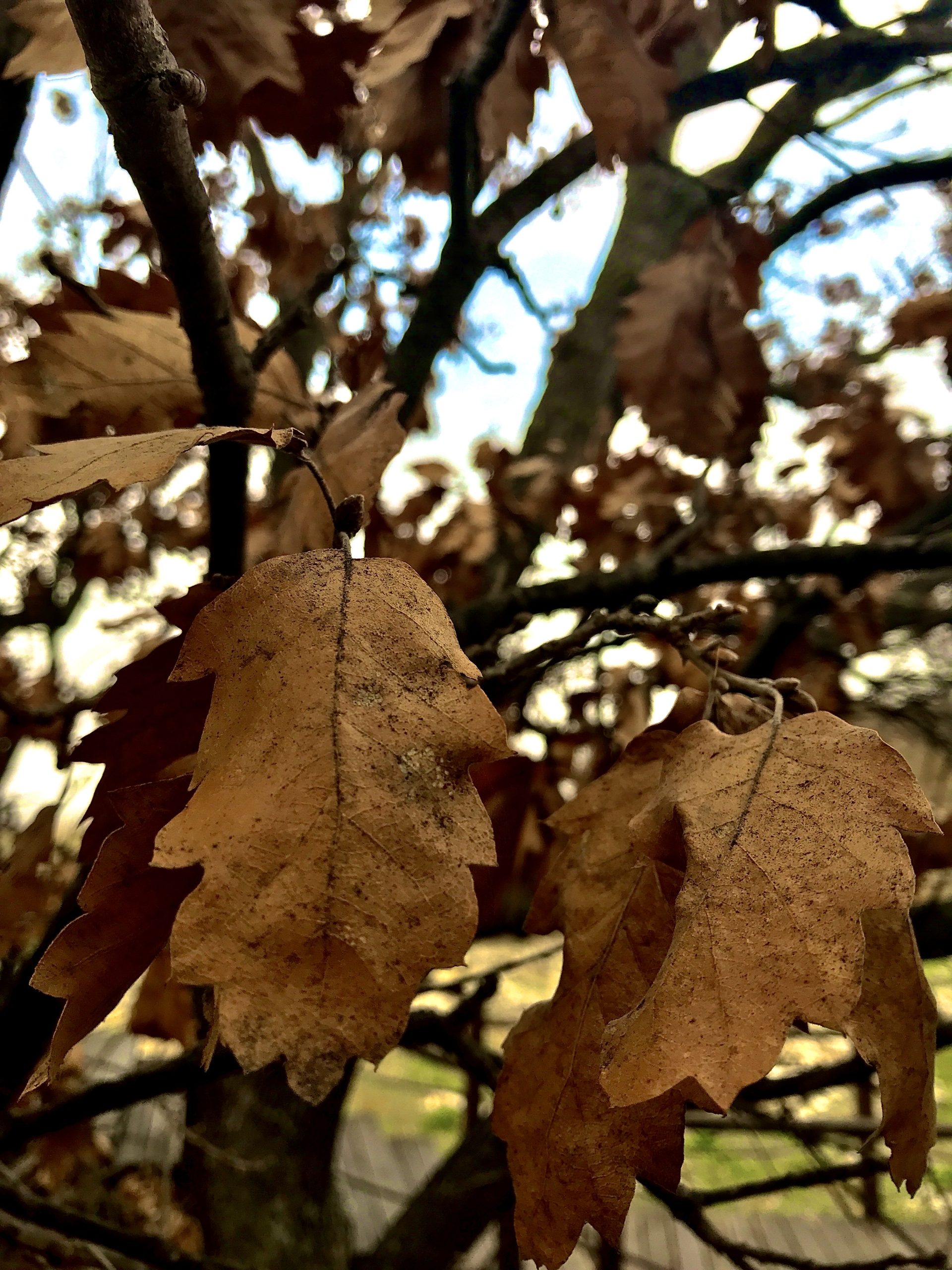 Autumn Leaves   - 3024 x 4032   - Colour