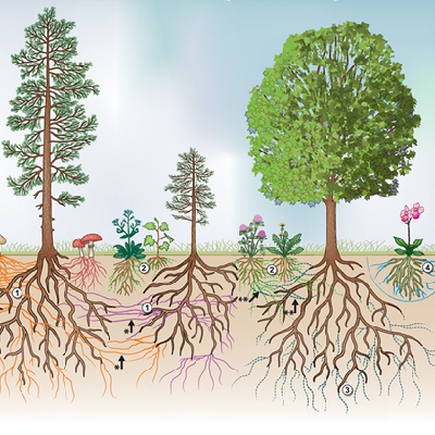 Investigating the transfer of carbon between trees via common ...