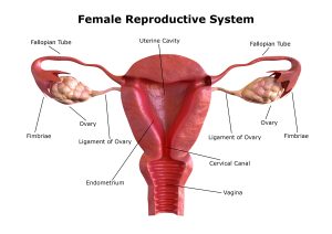 A diagram of the female reproductive system.