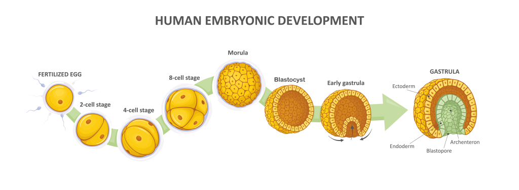 A diagram showing early human embryonic development. 