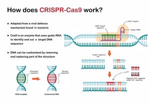 Diagram showing how CRISPR-Cas9 works.