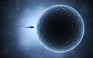 Sperm moving toward an egg